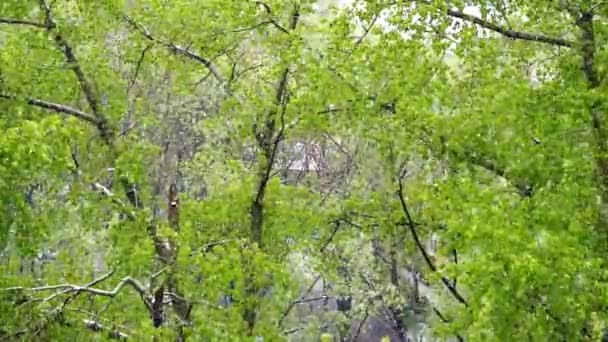 異常気象、春の降雪。若い緑の葉が付いている木の背景に大きな雪のフレーク秋します。. — ストック動画