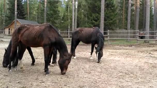 Sottile, spargimento di cavalli, con costole sporgono e una ferita sulla schiena, nel cortile — Video Stock