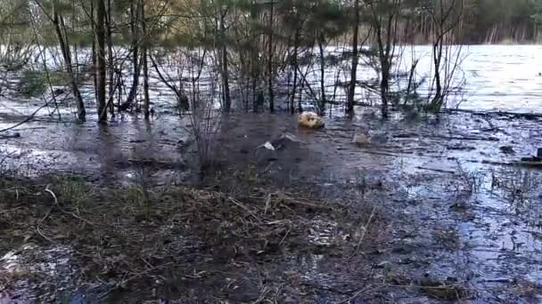 Garbage in the water shows the pollution. — Stock Video