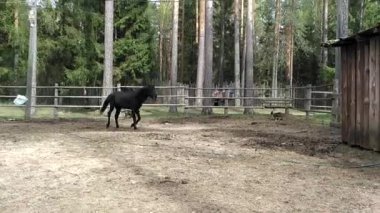At padok yürüme. Selofan çanta at çalışmasını sağlamak için bir sopa üzerinde.