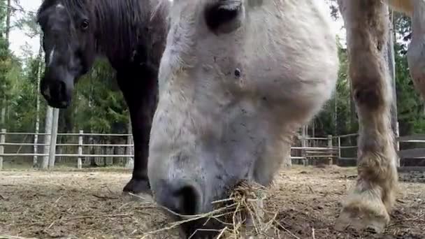 馬を食べる干し草、底面図 — ストック動画