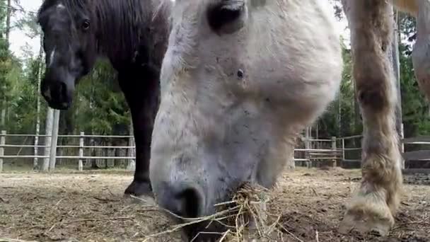 Les chevaux mangent du foin, vue du bas 