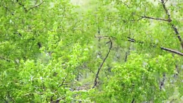 Stora snöflingor faller på bakgrunden av träd med unga gröna blad, dolly rörelse. — Stockvideo