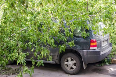 Moskova, Rusya - 30 Mayıs 2017: ağaçları ile dolu bir araba güçlü bir fırtına sırasında düşmüş