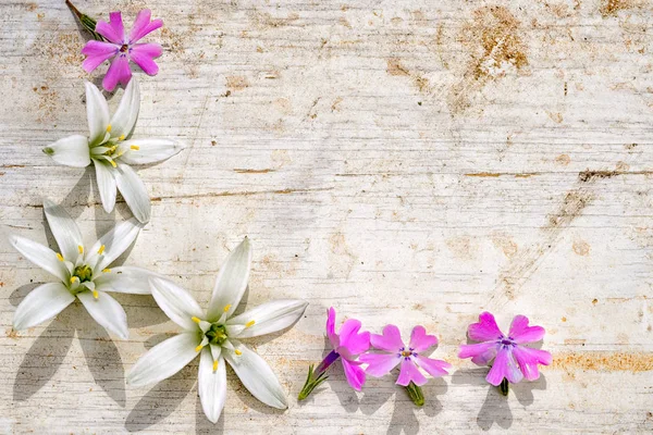 corner frame from ornithogalum and phlox subulata on a wooden background with copy space