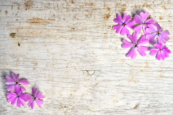 Two opposite corner frames from pink shaggy phlox with copy space for your text — Stock Photo, Image