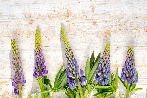 Blauwe lupine bloemen in een rij op een houten achtergrond — Stockfoto