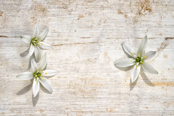 Three star of bethlehem flowers as a frame on a wooden background, two at the left side and one at the rigrt side, with copy space in the middle — Stock Photo, Image