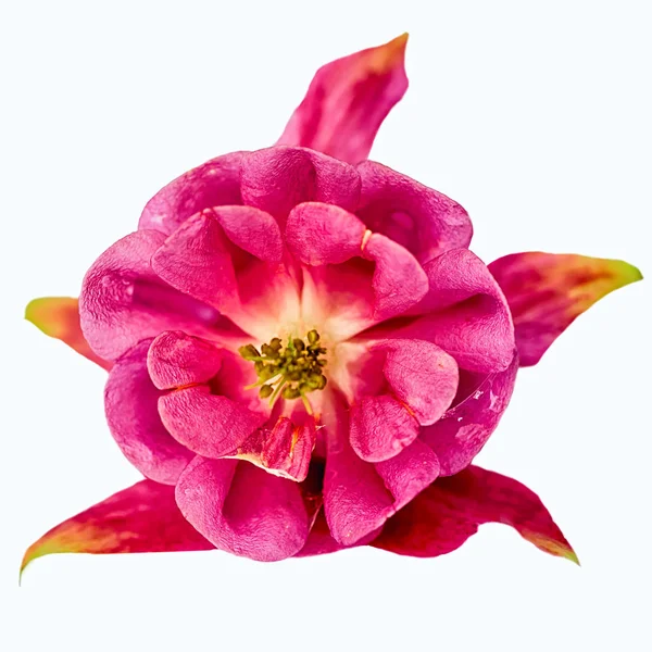 Rosa aquilegia fiore isolato su sfondo bianco — Foto Stock