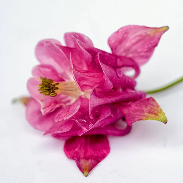 Aquilegia rózsaszín virág elszigetelt fehér background — Stock Fotó