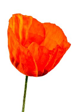 Beyaz arka plan üzerinde izole bir haşhaş çiçek