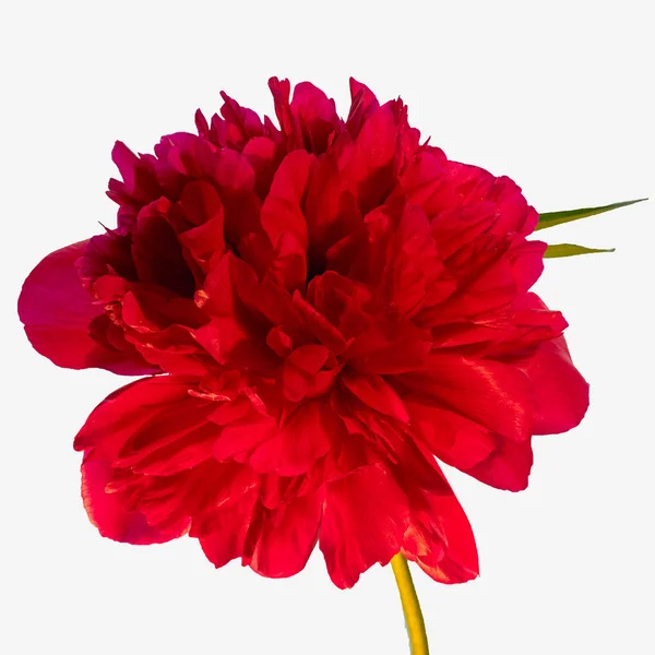 Червона квітка півонії ізольована на білому тлі — стокове фото