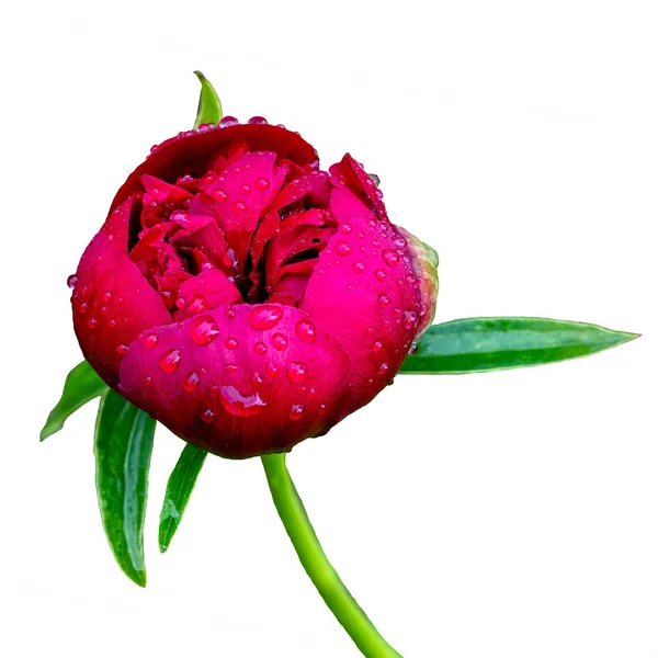 Flor de peonía húmeda rosa medio abierta con gotas de agua aisladas sobre fondo blanco —  Fotos de Stock