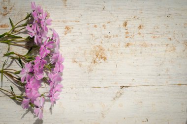 Phlox subulata kopya alanı ahşap bir zemin üzerine