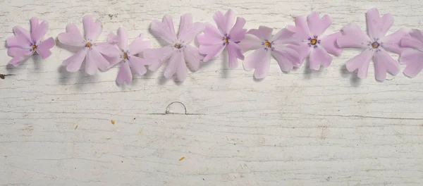 コピー スペースを持つ木製の背景に芝桜 subulata — ストック写真