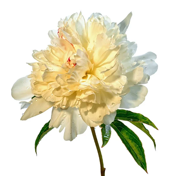 Flor de peonía blanca aislada sobre fondo blanco —  Fotos de Stock