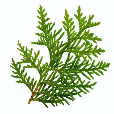 thuja dalı beyaz arkaplanda izole edildi