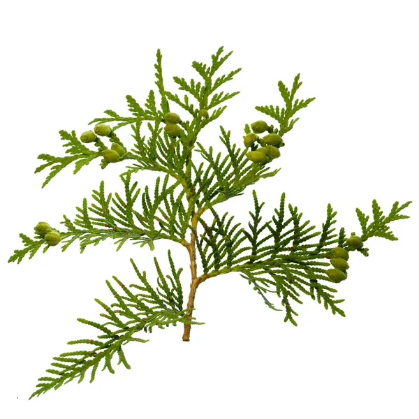 Thuja branch isolated on white background — Stock Photo, Image