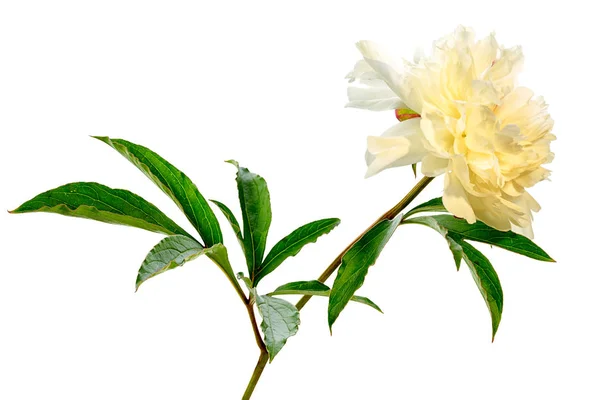 White peony flower isolated on white background — Stock Photo, Image