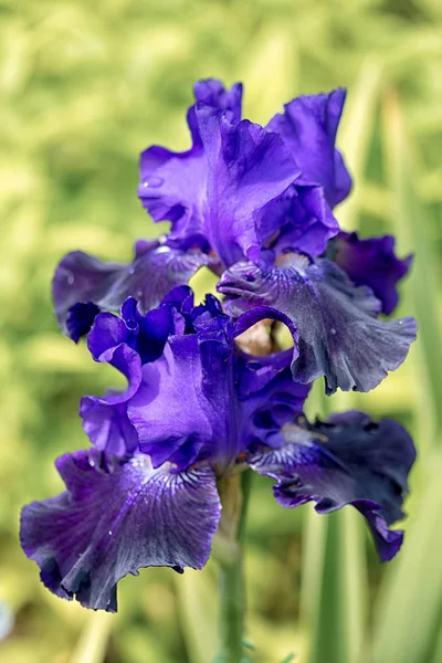 Två blå iris blommor i en naturlig grön gräs bakgrund — Stockfoto