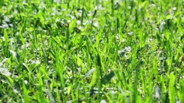 Yeşil otlar rüzgarda sallanan 