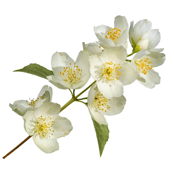 Rama de flores de jazmín aisladas sobre fondo blanco —  Fotos de Stock