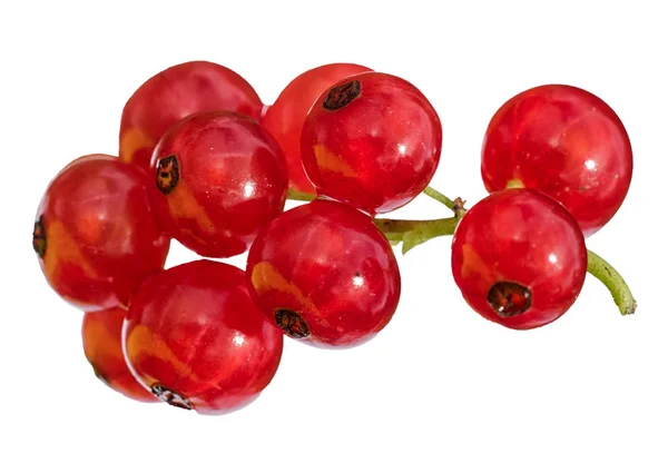 Rote Johannisbeeren Zweig isoliert auf weißem Hintergrund — Stockfoto