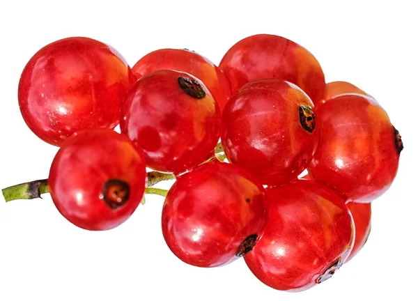 Cacho de groselhas vermelhas maduras isoladas sobre fundo branco — Fotografia de Stock