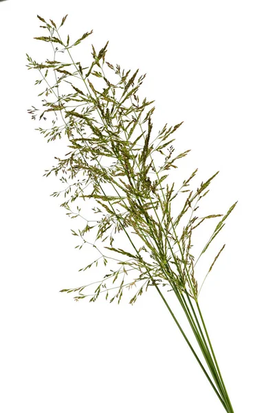 Bunch of grass spica isolated on white background — Stock Photo, Image