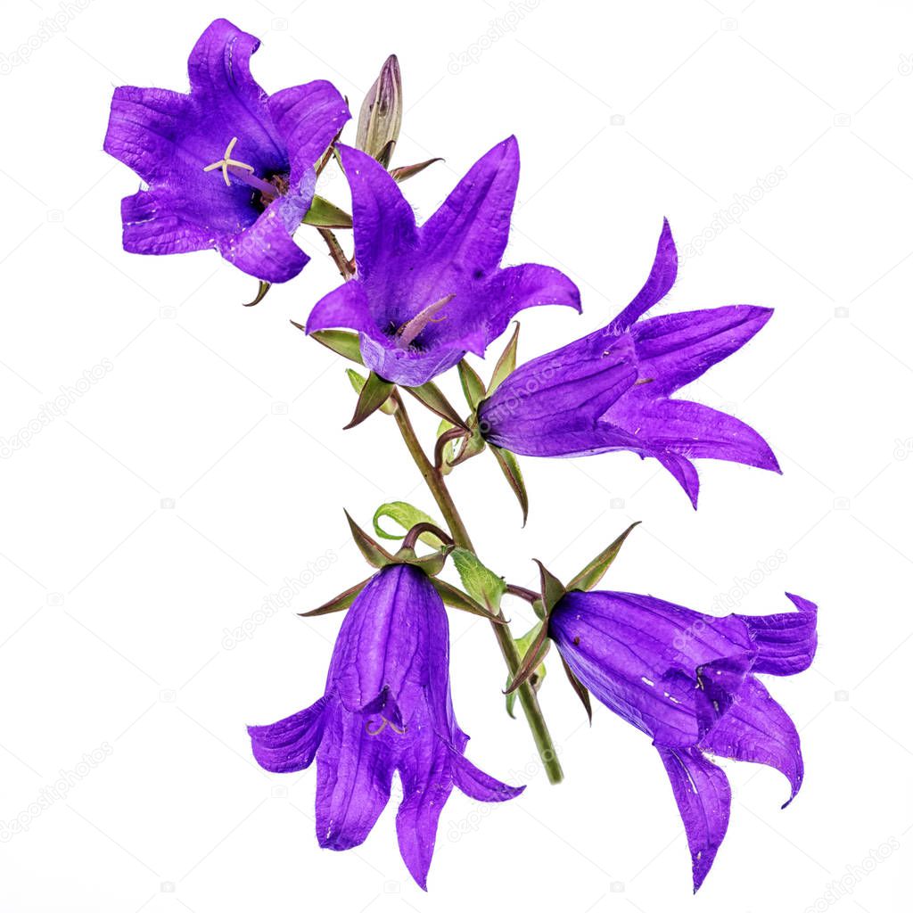 bunch of five blue bell flowers isolated on white background