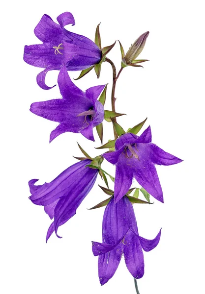 Ramo de cinco flores de campana azul aisladas sobre fondo blanco — Foto de Stock