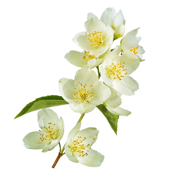 Rama de flores de jazmín y hojas aisladas sobre fondo blanco —  Fotos de Stock