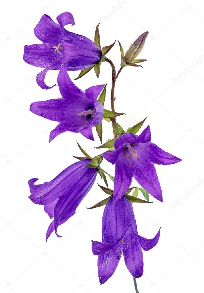 bunch of five blue bell flowers isolated on white background