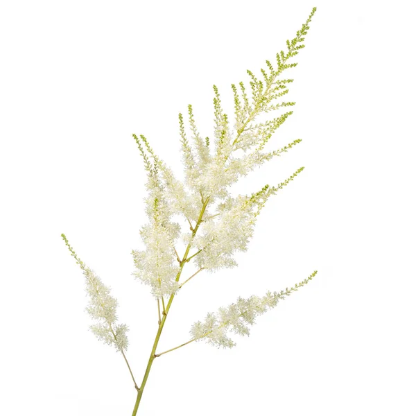 Белый цветок астильба изолированы на белом фоне — стоковое фото