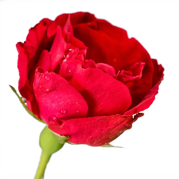 Red rose flower isolated on white background Royalty Free Stock Images