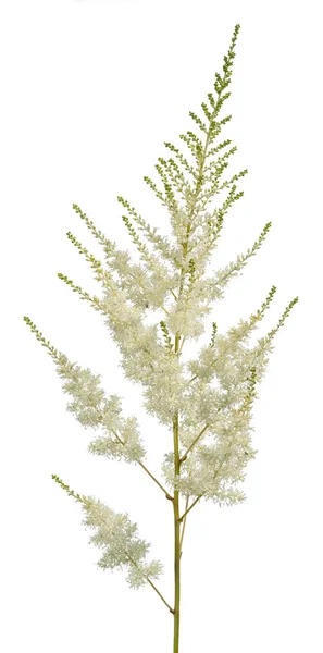 Witte astilba bloem geïsoleerd op witte achtergrond — Stockfoto