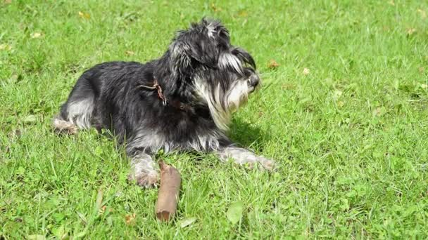 Miniature schnauzer dog laying down in a green grass with a stick and turns his head — Stock Video