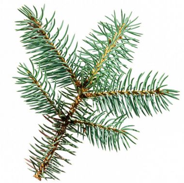 Beyaz arka plan üzerinde Noel kartı için bir dekor olarak izole mavi çam ağacı dalı