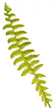 bir fern izole üzerinde beyaz arka plan yaprak