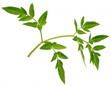 bir yeşil astilbe yaprak çiçek, beyaz arka plan üzerinde izole olmadan