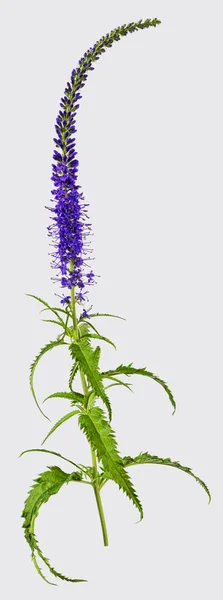 Blå blomma salvia isolerad på vit bakgrund — Stockfoto