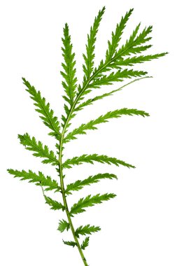 Beyaz arka plan üzerinde izole bir kır çiçeği çayır yaprak