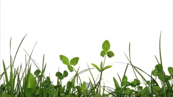 Uneven green grass and clover isolated on white background with copy space — Stock Video