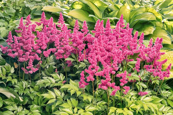 Pink astilbe flowers on a green grass background — Stock Photo, Image