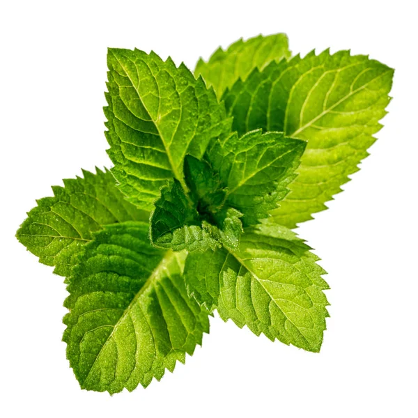 Taze yeşil nane yaprakları beyaz arkaplanda izole