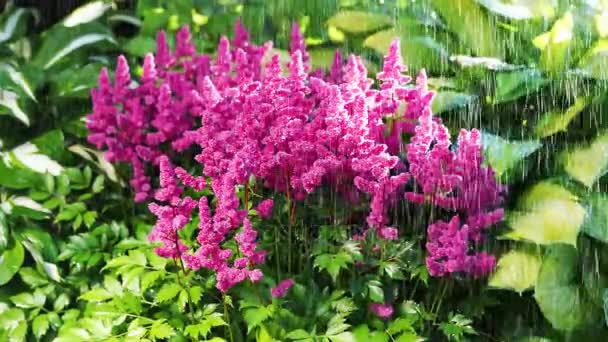 Regen op de roze astilbe bloemen op een achtergrond van groen gras — Stockvideo