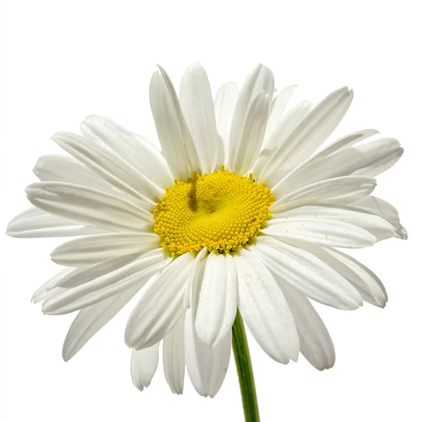 Kamille Blume isoliert auf weißem Hintergrund — Stockfoto