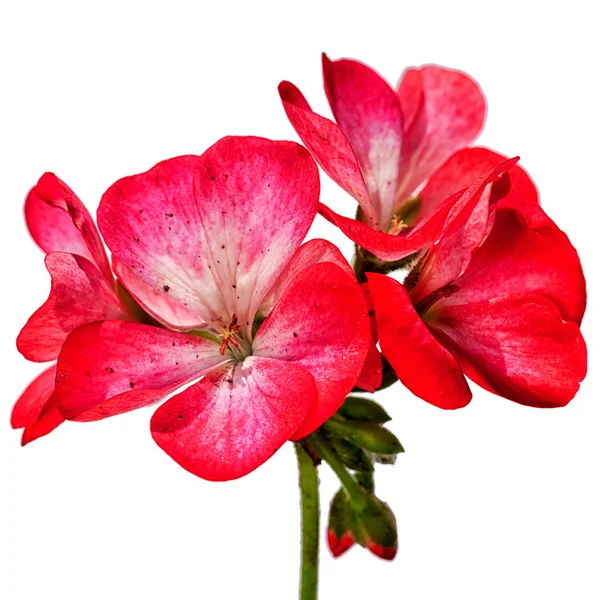 白い背景で隔離赤いゼラニウムの花 — ストック写真