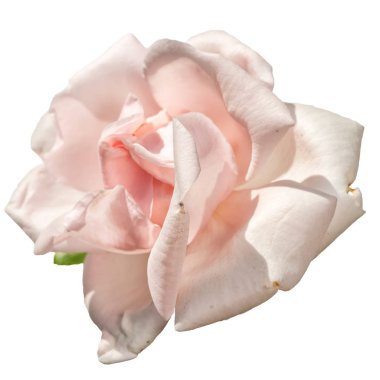Beyaz arka plan üzerinde izole hafif pembe Gül