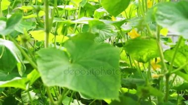 Salatalık bitkiler çiçek bir sera, dolly hareket içinde